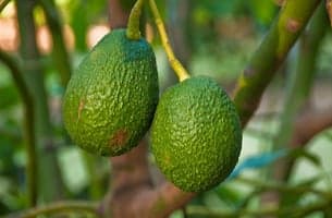 Plant en avokadostein og få en gratis avokadoplante