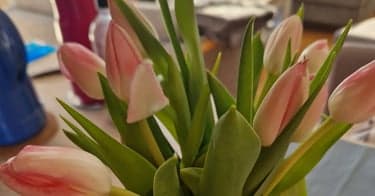 Få gratis bursdagsgave fra Plantehallen