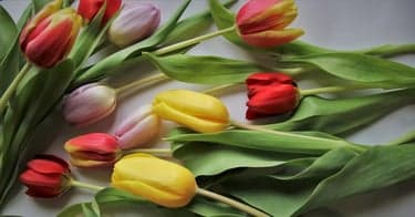 Samle bonus når du handler på Plantasjen