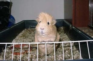 For deg med kjæledyr i bur: Spar penger på sagflis