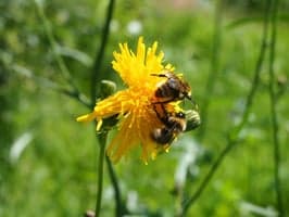 Gratis bilder til fri bruk