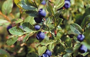 Lag ditt eget blåbærsyltetøy