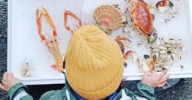 Geitmyra matkultursenter inviterer til Barnas store sjømatfest