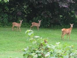 Bruk enkel ulltråd for å holde rådyrene unna blomsterbedet ditt