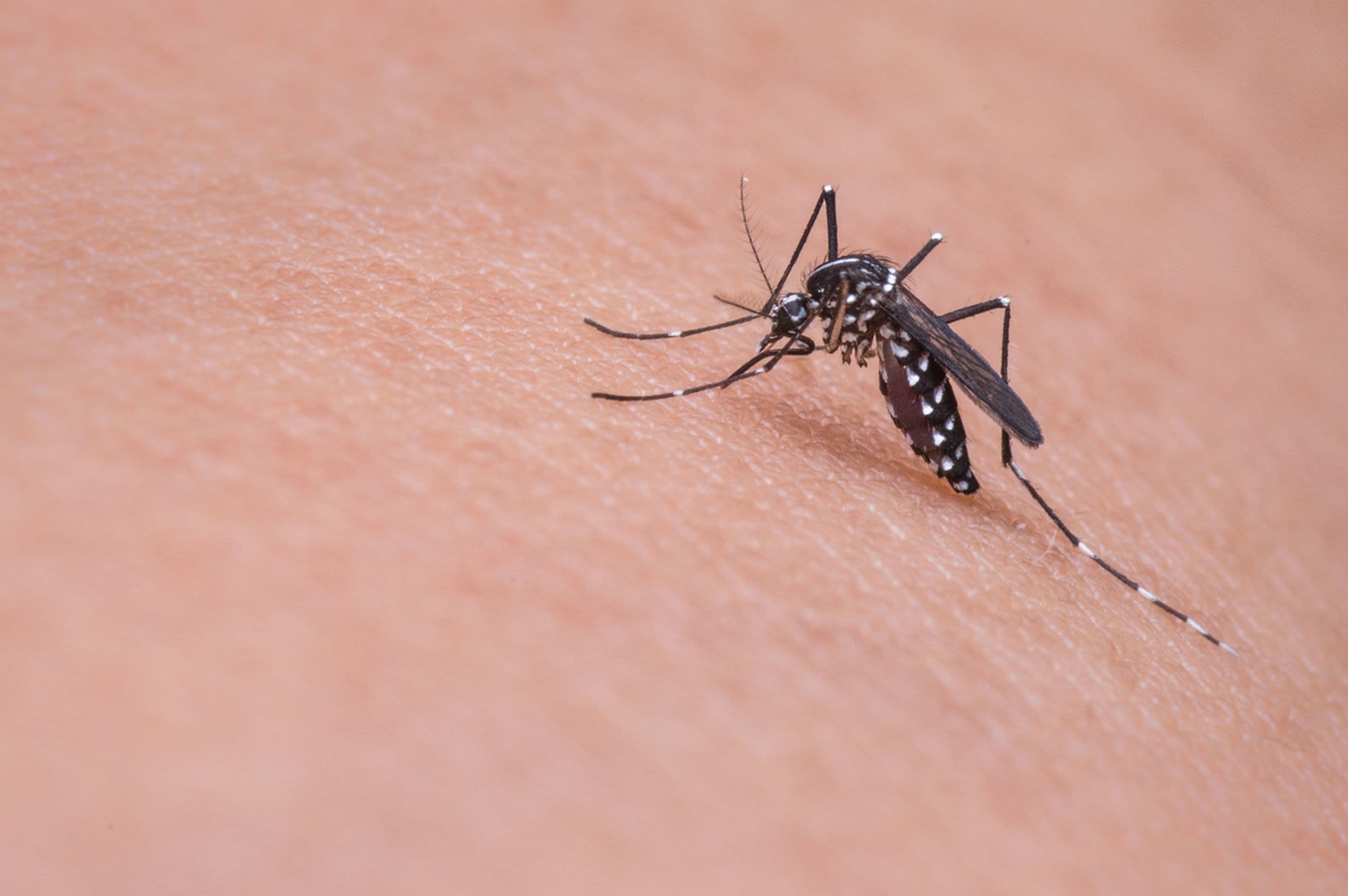 Lag din egen myggspray på 30 sekunder