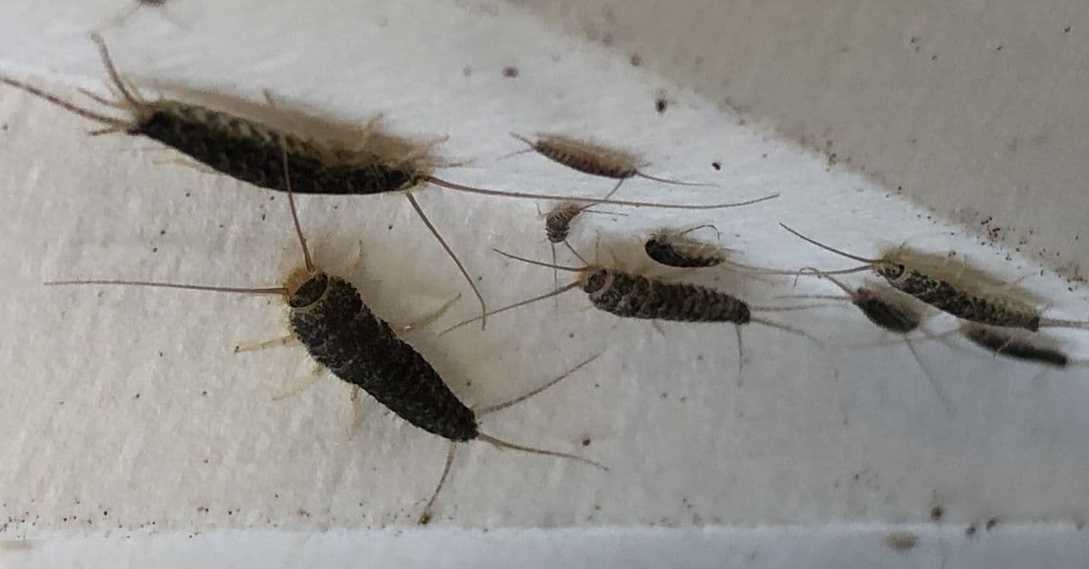 Tusenvis får med skadedyr hjem fra ferie: - Vår egen feil