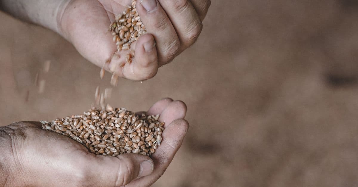 Spar penger - bruk gryn