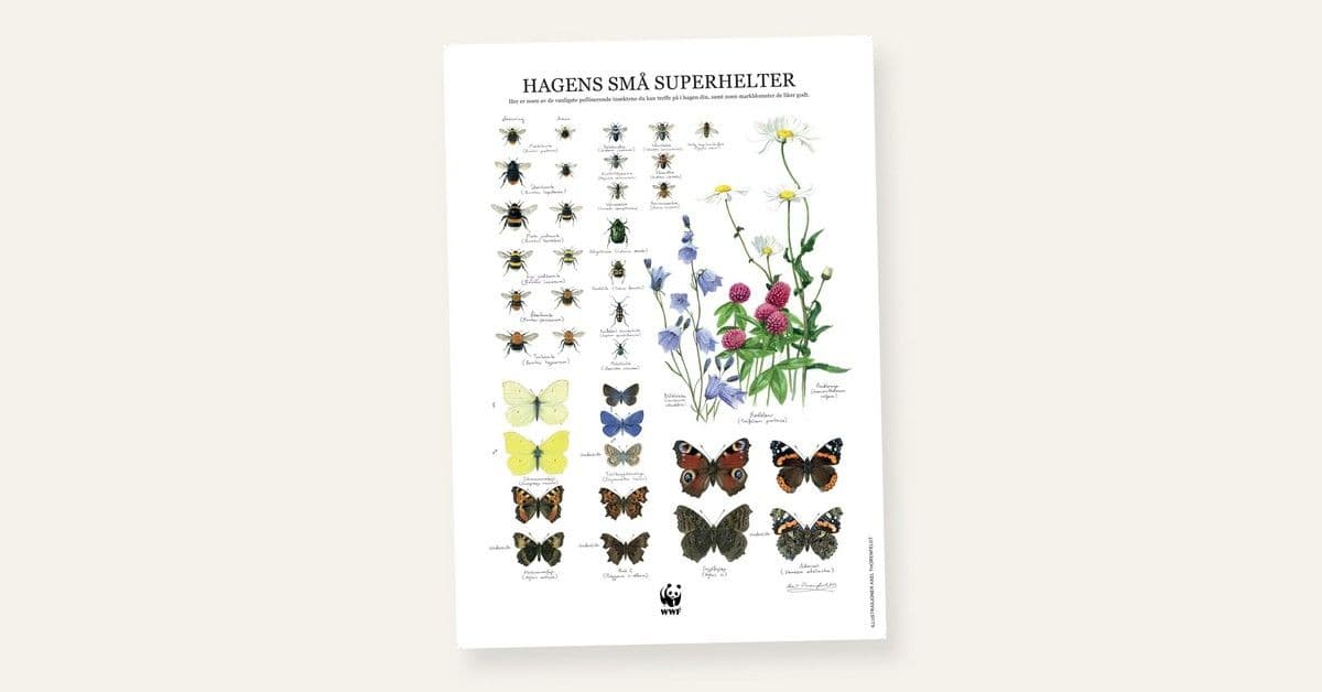 Få en gratis plakat med de vanligste pollinatorene