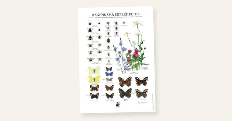 Få en gratis plakat med de vanligste pollinatorene