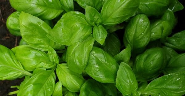 Slik tar du vare på basilikum - og unngår å kjøpe nye stadig vekk