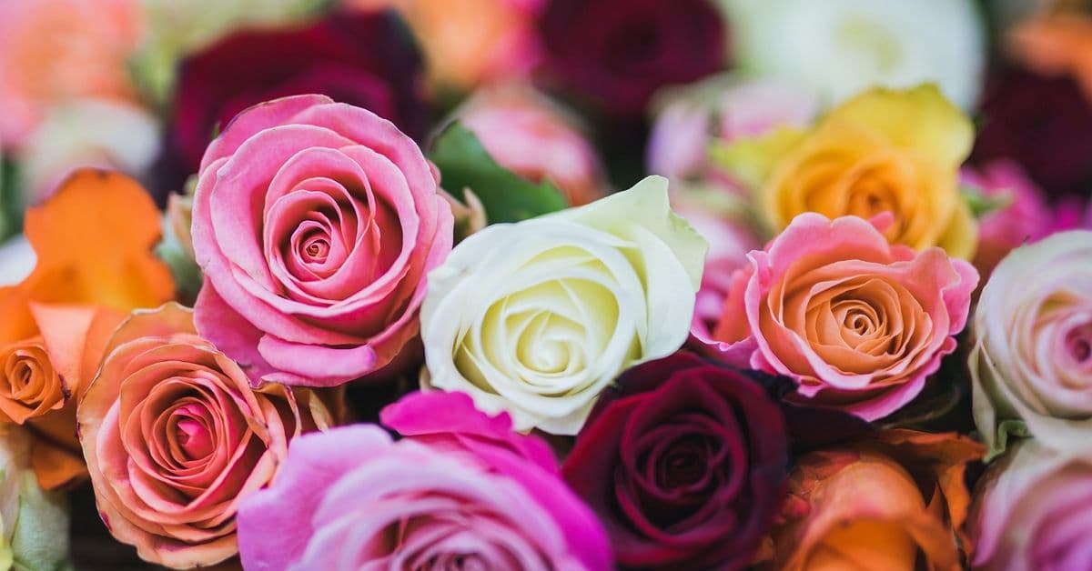 Menn dropper roser til Valentinsdagen