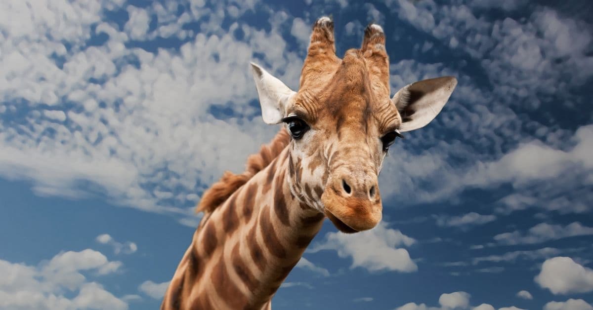 Spar 100 kroner per kort ved kjøp av årskort til Dyreparken i Kristiansand