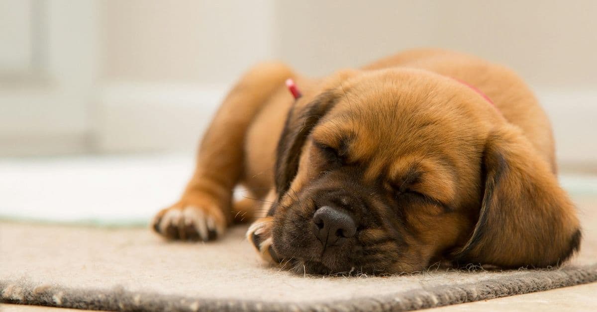 Smuglerhunder og svindelforsøk – unngå fellene