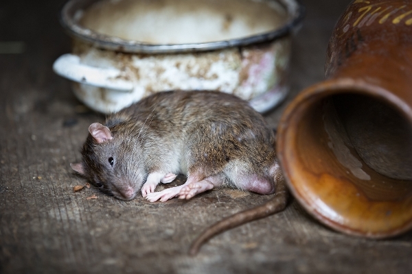 Mange fant mus og rotter på hytta eller hjemme i 2022. Foto: Pixabay.