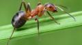 10 tips til hvordan du blir kvitt maur uten å bruke gift