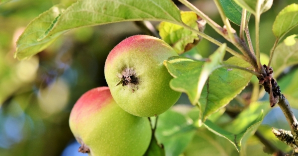 Spør naboene dine om å få plukke frukt og bær